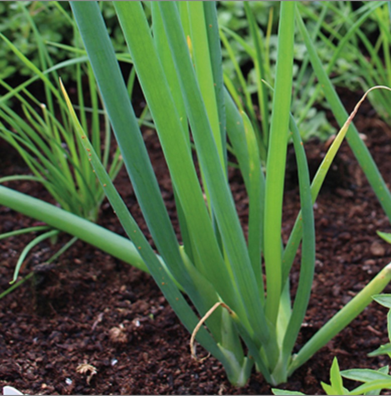 Plantar cebolla verdeo - Cebolla de verdeo